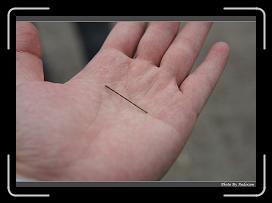 IMG_5960 * 900 x 644 * (269KB)