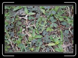 IMG_5962 * 900 x 644 * (289KB)