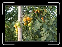 IMG_7276 * 900 x 644 * (292KB)