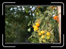 IMG_7277 * 900 x 644 * (260KB)