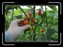 IMG_7287 * 900 x 644 * (287KB)