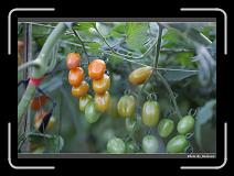 IMG_7337 * 900 x 644 * (281KB)