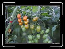 IMG_7339 * 900 x 644 * (290KB)