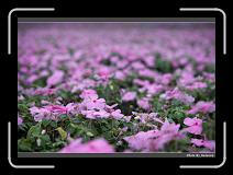 IMG_8253 * 900 x 644 * (273KB)