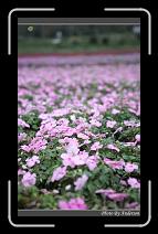 IMG_8254 * 600 x 966 * (259KB)