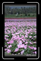 IMG_8255 * 600 x 966 * (276KB)