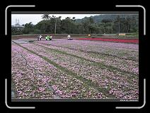 IMG_8258 * 900 x 644 * (298KB)