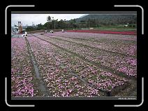 IMG_8260 * 900 x 644 * (299KB)