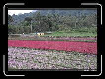 IMG_8262 * 900 x 644 * (298KB)
