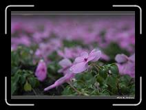 IMG_8263 * 900 x 644 * (241KB)