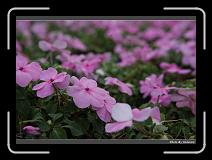 IMG_8265 * 900 x 644 * (293KB)