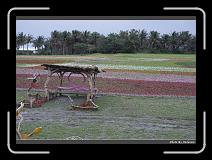 IMG_8268 * 900 x 644 * (290KB)