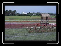 IMG_8269 * 900 x 644 * (285KB)