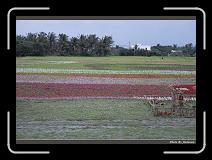 IMG_8270 * 900 x 644 * (299KB)