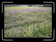 IMG_8395 * 900 x 644 * (294KB)