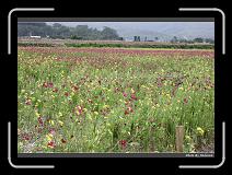 IMG_8397 * 900 x 644 * (291KB)
