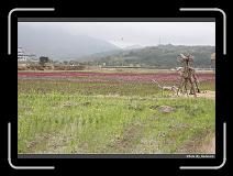 IMG_8401 * 900 x 644 * (290KB)