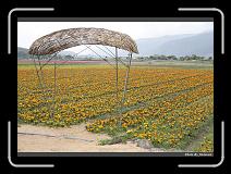 IMG_8407 * 900 x 644 * (299KB)