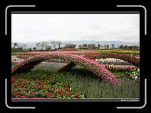 IMG_8453 * 900 x 644 * (298KB)