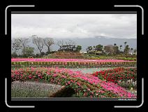 IMG_8455 * 900 x 644 * (296KB)
