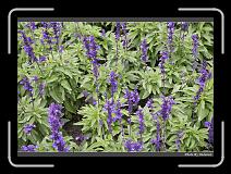 IMG_8459 * 900 x 644 * (294KB)