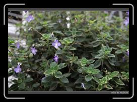 IMG_9217 * 900 x 644 * (265KB)