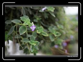 IMG_9218 * 900 x 644 * (222KB)