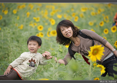 2010年橋頭花海