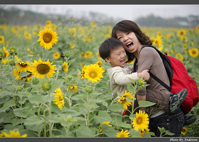 2010年橋頭花海